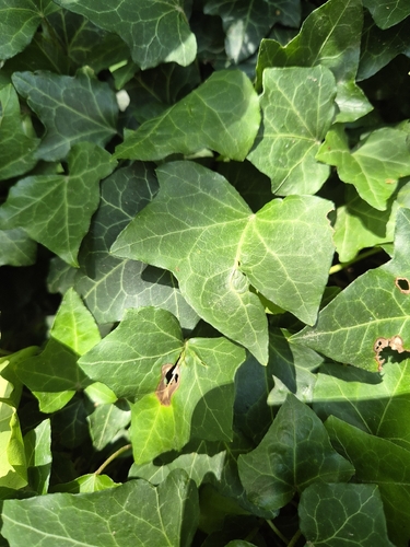 common ivy