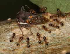 Centrotus