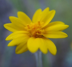 Monolopia major