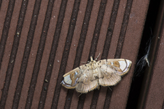 Pycnarmon pantherata