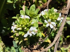 Lysimachia mauritiana