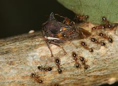 Centrotus