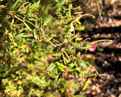 Grevillea quadricauda