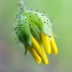 Layia gaillardioides