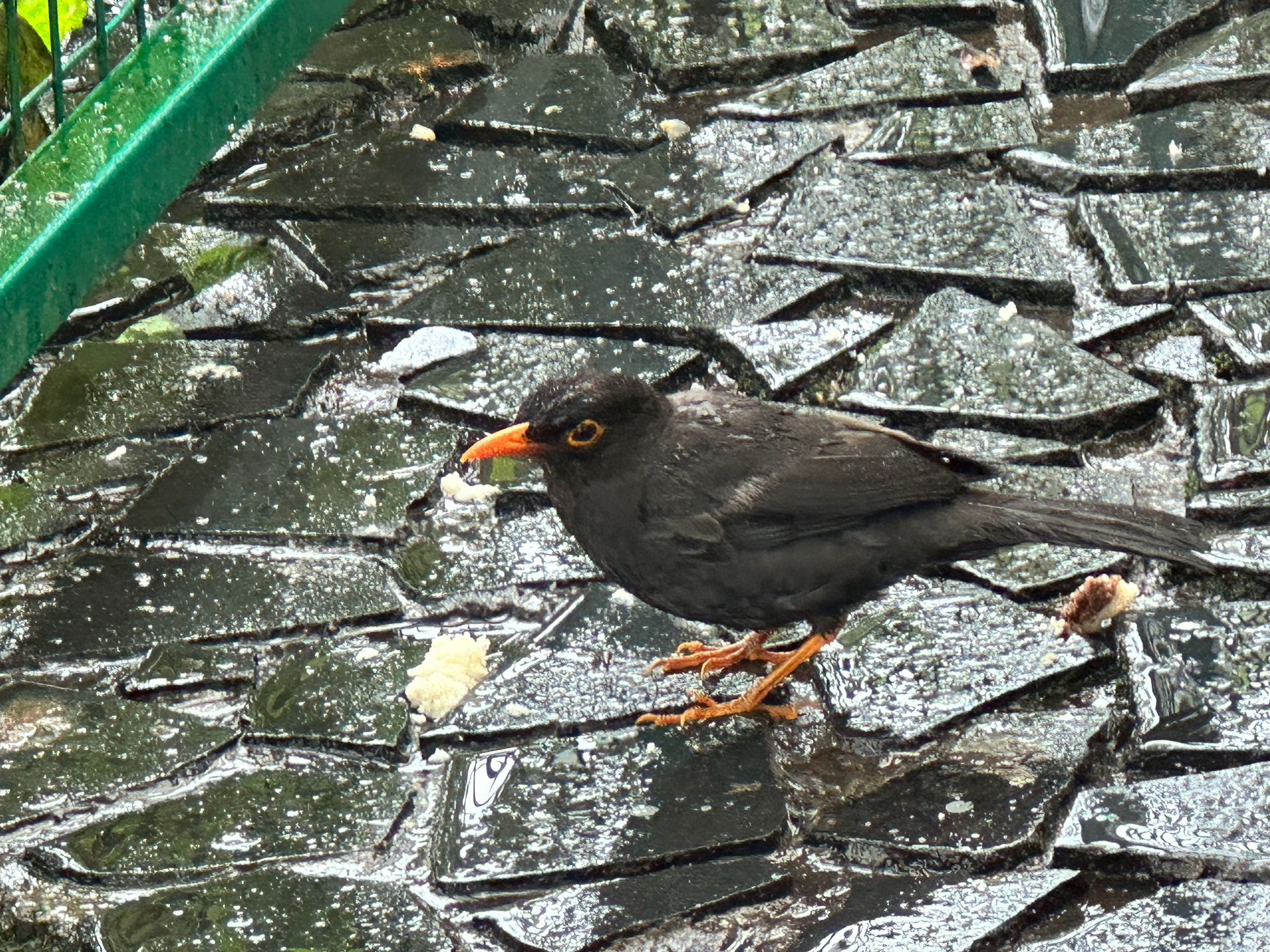 Indian Blackbird (Turdus simillimus), photo 3