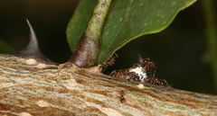 Centrotus