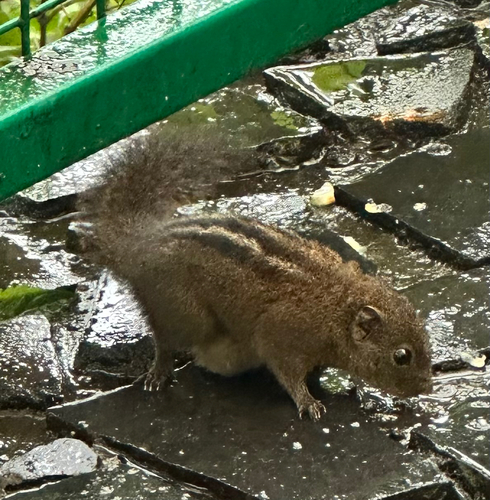 Dusky Palm Squirrel