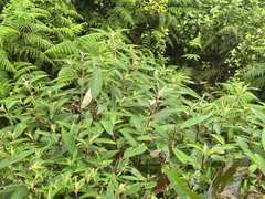 Debregeasia longifolia