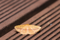 Striglina