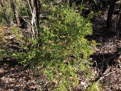 Grevillea quadricauda