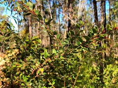 Grevillea quadricauda