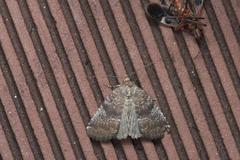 Acosmetia chinensis