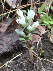 Obolaria virginica