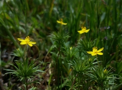 Leptosiphon acicularis