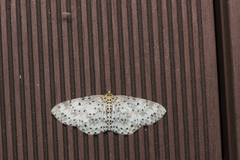 Percnia suffusa