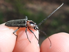 Stenosphenus notatus