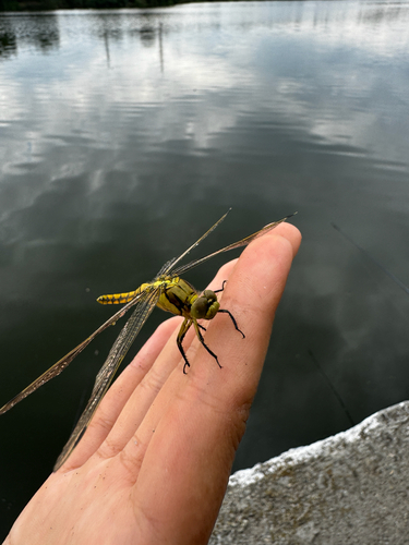 Black-tailed Skimmer