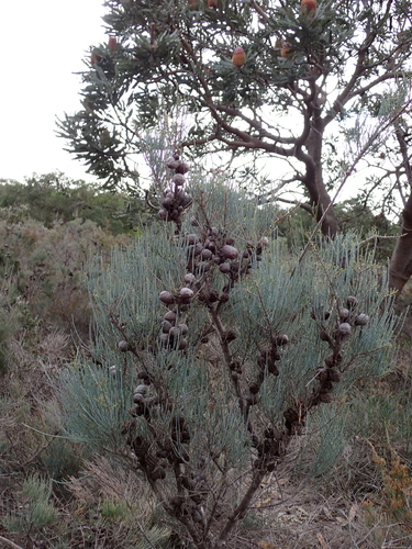 Allocasuarina humilis, photograph 3
