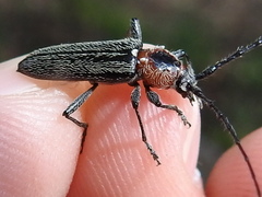 Stenosphenus notatus