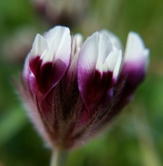 Trifolium dichotomum