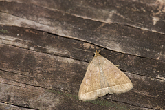 Simplicia simplicissima