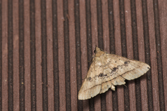 Hypospila bolinoides