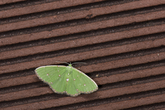 Argyrocosma inductaria