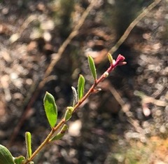 Grevillea quadricauda