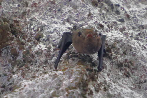 Emballonura observed 2026-07-04