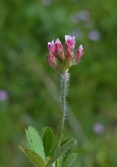 Trifolium bifidum decipiens