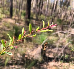 Grevillea quadricauda