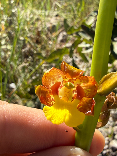 Cyrtopodium eugenii