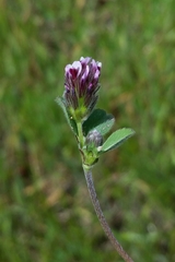 Trifolium macraei