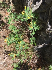Chamaecytisus hirsutus