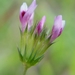Few-flowered Clover - Photo (c) David Greenberger, some rights reserved (CC BY-NC-ND), uploaded by David Greenberger