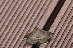 Adrapsa quadrilinealis