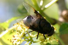 Copestylum violaceum