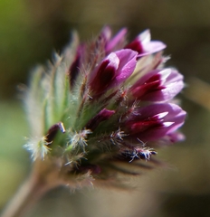 Trifolium albopurpureum