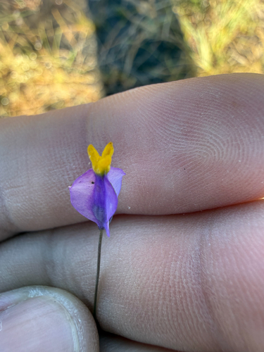 Burmannia bicolor