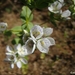 Swertia densifolia - Photo (c) Avishkar Munje, algunos derechos reservados (CC BY-NC), uploaded by Avishkar Munje