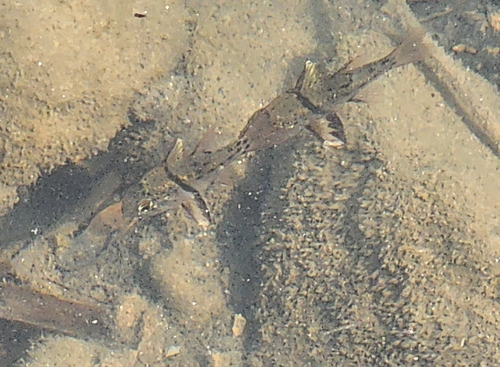 Sphaeramia orbicularis
