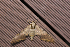 Ambulyx sericeipennis