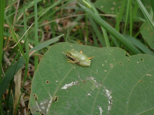 Schlegel's Green Tree Frog