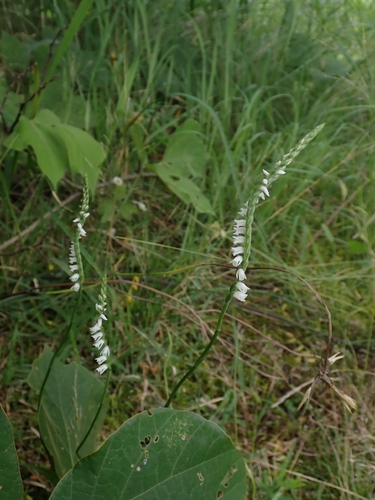 austral ladies'-tresses