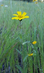Layia gaillardioides