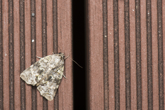Blenina quinaria