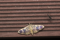 Patania clava