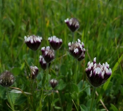 Trifolium dichotomum