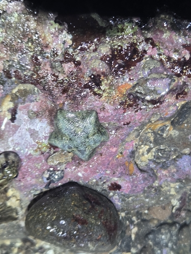 Cryptasterina hystera