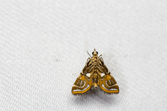 Paracymoriza cataclystalis